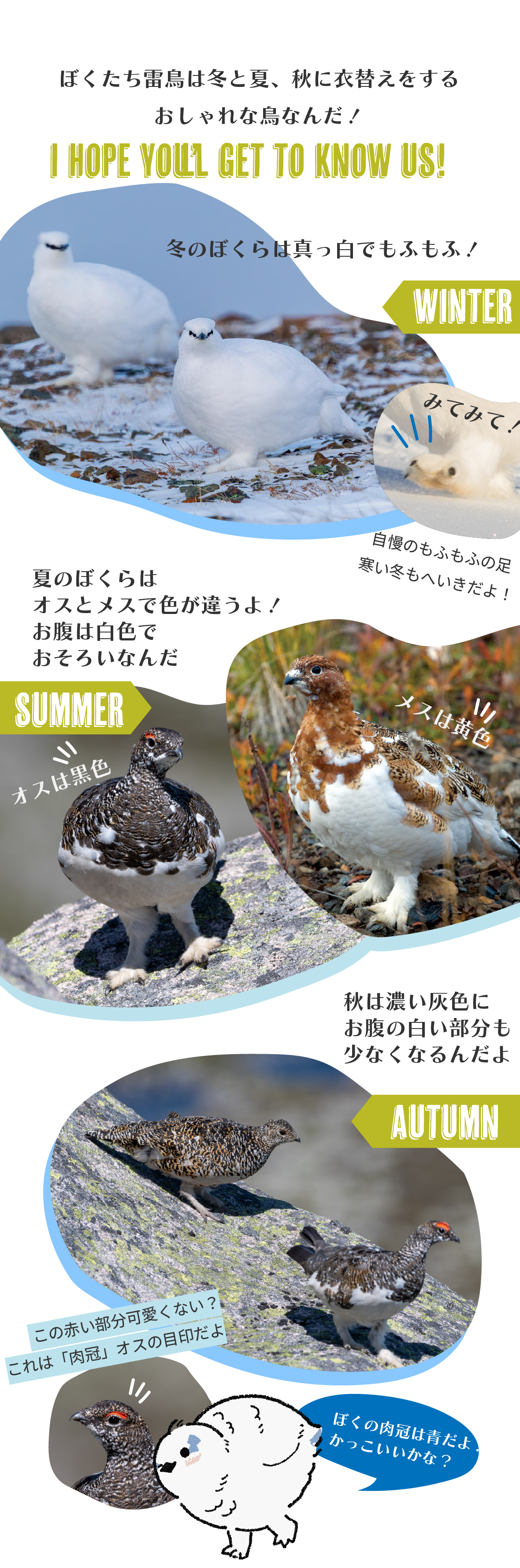 実は、ぼくたち雷鳥もこのレッドリストにのっているんだ…。